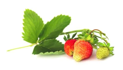 Strawberry with leaves Stock Photos
