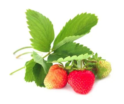 Strawberry with leaves Stock-Fotos
