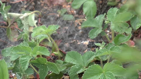 Strawberry leaves in the rain 4K Video stock 90684875
