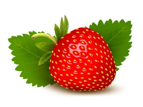 Strawberry with leaves . vector. Stock Illustration