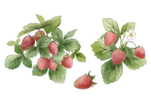 Strawberry with leaves, vintage watercolor set, hand drawn Stock Illustration