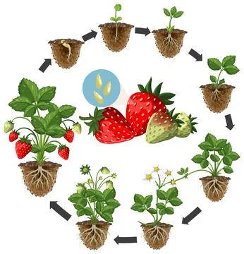 Strawberry Life Cycle Vector Illustration Showing Plant Growth Stages Stock Illustration