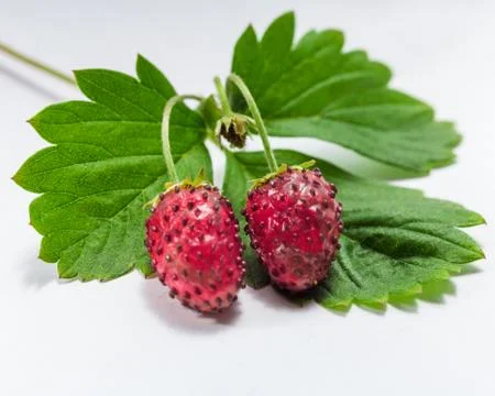 Strawberry macro closeup Stock Photos