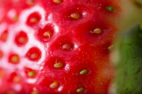 Strawberry macro Stock Photos
