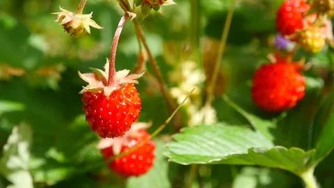 Strawberry macro on a Sunny day Stock Footage 77623308