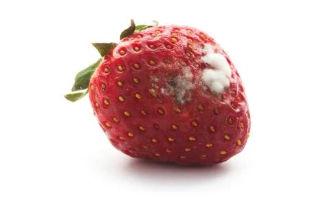 Strawberry with mildew Stock Photos