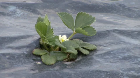 Strawberry on mulch foil Stock Footage 38303115