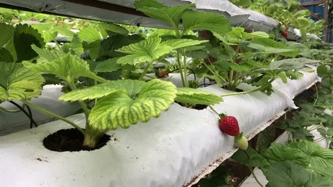 Strawberry at the nursery, h264 codec Stock Footage 81496086