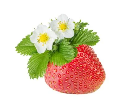 Strawberry over white background Stock Photos