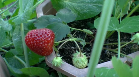 Strawberry the overall plan Video stock 39381107