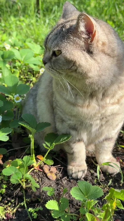 Strawberry patch and cat in the garden, vertical video. 스톡 동영상 334723968