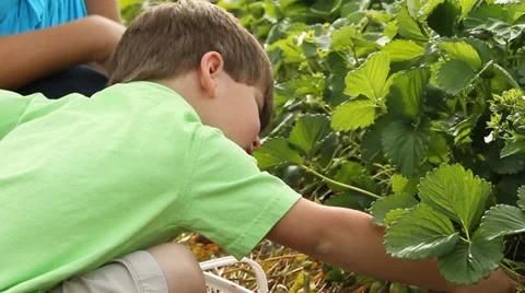 Strawberry patch Stock Footage 30230374