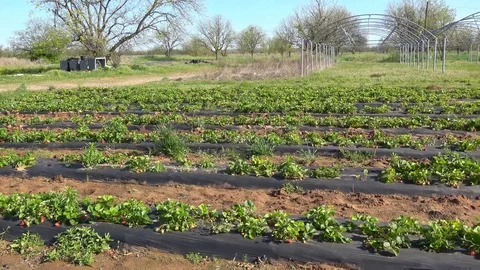 Strawberry patch. Stock Footage 89102381