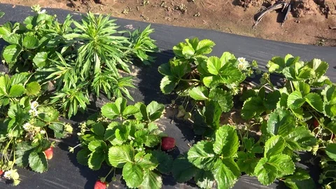 Strawberry patch. Stock Footage 89102456