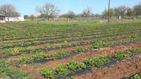 Strawberry patch. Stock Footage 89102471