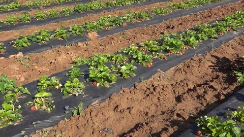 Strawberry patch. Stock Footage 89102598
