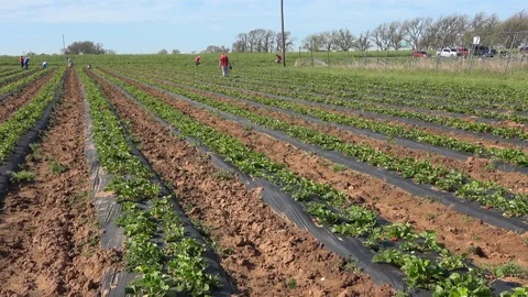 Strawberry patch. Stock Footage 89102648