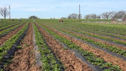 Strawberry patch. Stock Footage 89102739