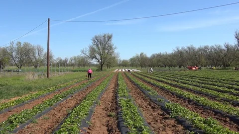 Strawberry patch. Stock Footage 89102779