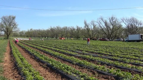 Strawberry patch. Stock Footage 89102849