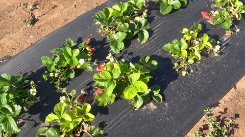 Strawberry patch. Stock Footage 89102862