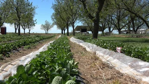 Strawberry patch. Stock Footage 106758466