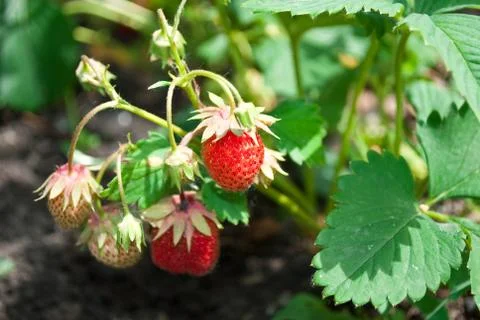 Strawberry Stock Photos