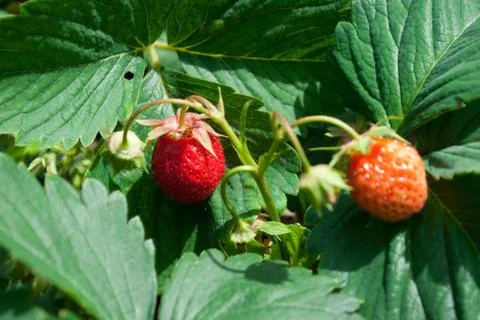 Strawberry Stock Photos