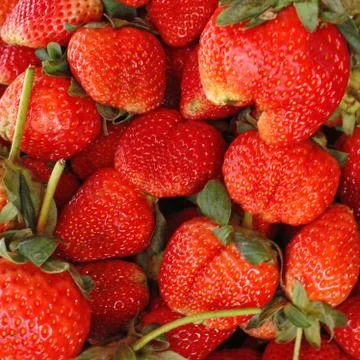 Strawberry Stock Photos