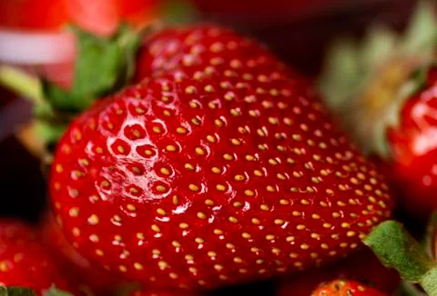 Strawberry Stock Photos