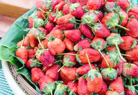 Strawberry Stock Photos