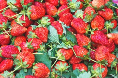 Strawberry Stock Photos
