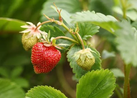 Strawberry Stock Photos