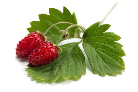 Strawberry Stock Photos