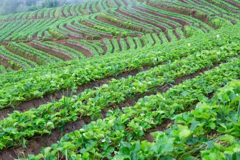 Strawberry Stock Photos