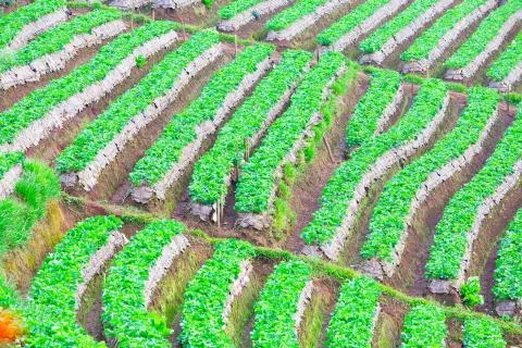 Strawberry Stock Photos