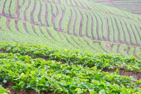 Strawberry Stock Photos