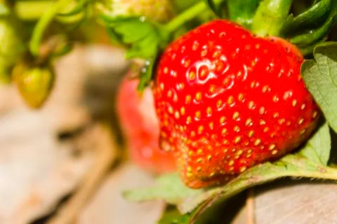Strawberry Foto stock