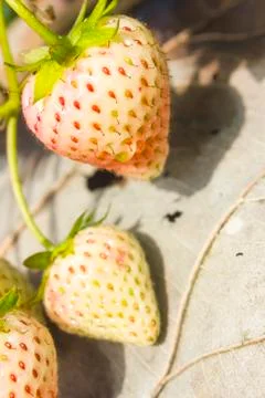 Strawberry Stock Photos