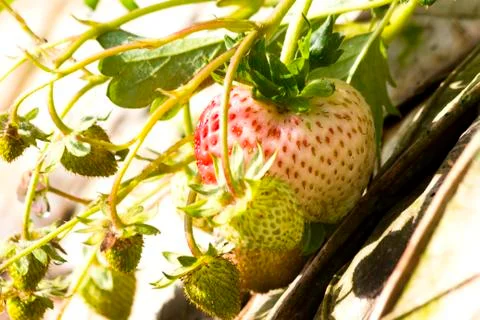 Strawberry Stock Photos
