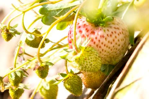 Strawberry Stock Photos