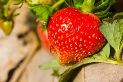 Strawberry Stock Photos