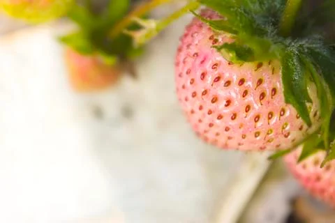 Strawberry Stock Photos