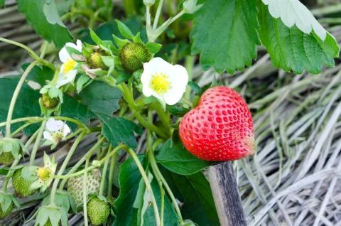 Strawberry Foto stock