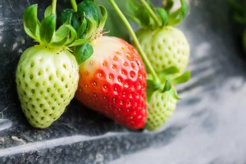Strawberry Stock Photos