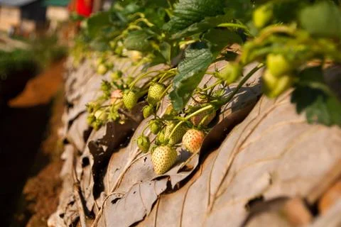 Strawberry Stock Photos