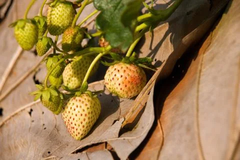 Strawberry Stock Photos