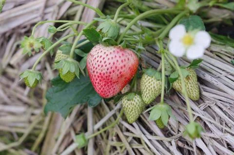 Strawberry Stock Photos