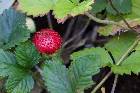 Strawberry Stock-Fotos