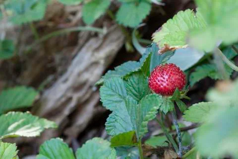 Strawberry Foto stock